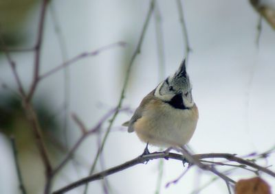 Close-up of bird perching outdoors