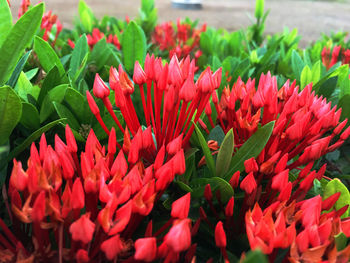 Close-up of red flowers