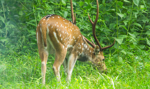Deer in a field
