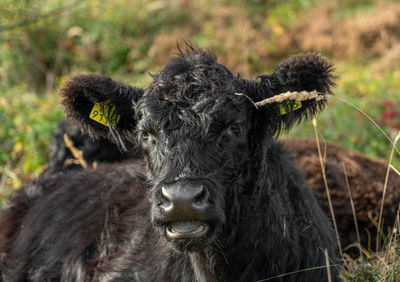 Close-up portrait of a cow on field