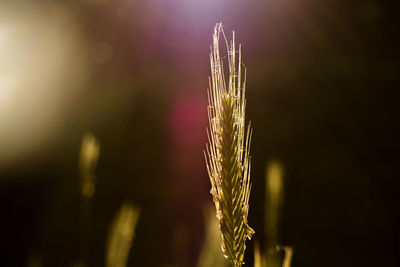 Close-up of wheat growing on field