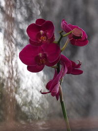 Close-up of red flower against blurred background