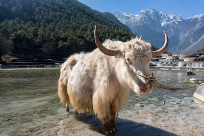 Horse standing on mountain by water