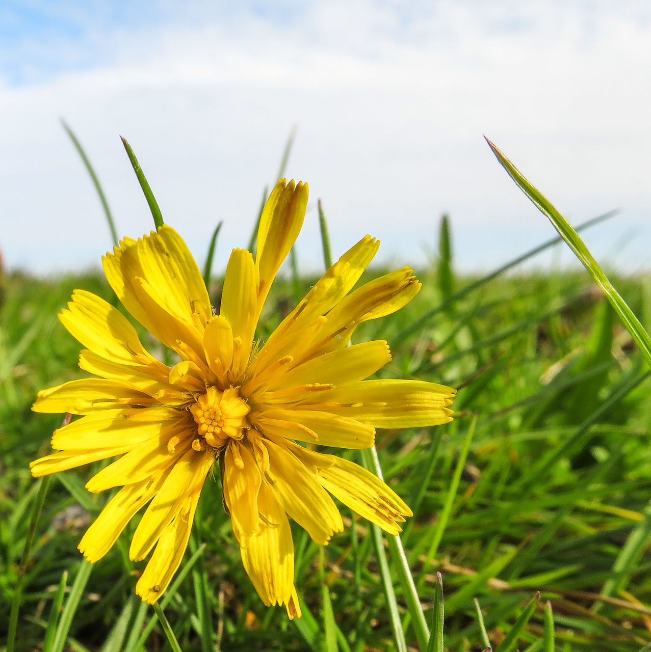 flower, yellow, freshness, petal, fragility, growth, flower head, beauty in nature, focus on foreground, blooming, field, close-up, plant, nature, in bloom, pollen, single flower, sky, day, outdoors