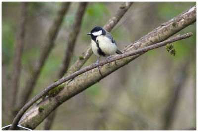 Close-up of bird perching on branch