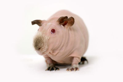 Close-up of a rabbit over white background