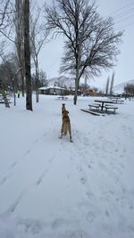 Rear view of dog on snow covered landscape