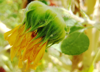 Close-up of flower