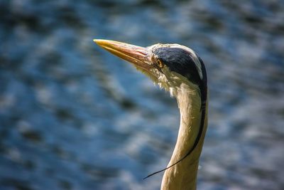 Close-up of gray heron on lake