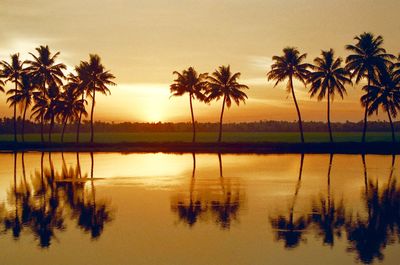 Palm trees at sunset