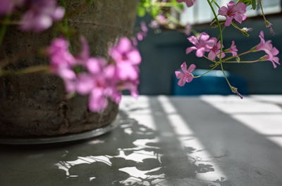 Close-up of pink flowering plant on table