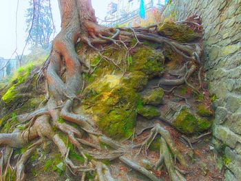 Trees in forest