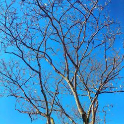 Low angle view of bare tree against blue sky