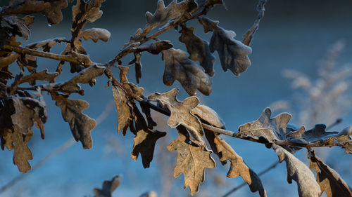 Close-up of dead plant against trees