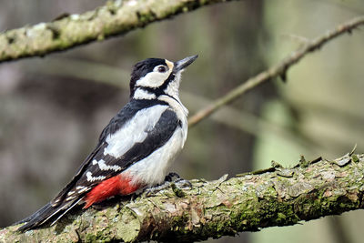 Close-up of bird perching on tree