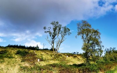 Trees on field against sky