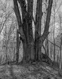 Bare trees in forest