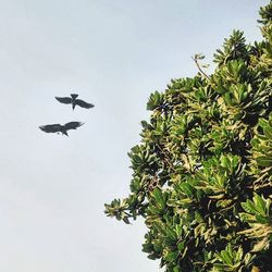 Low angle view of birds on tree against clear sky