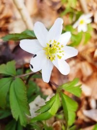 Close-up of insect on white flower