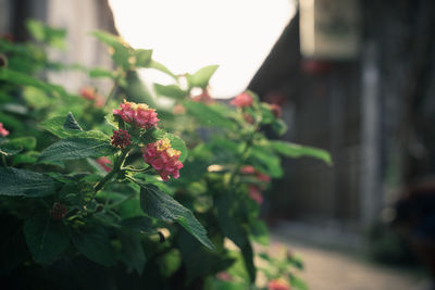 Close-up of red flowering plant