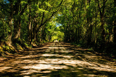 Empty road in forest