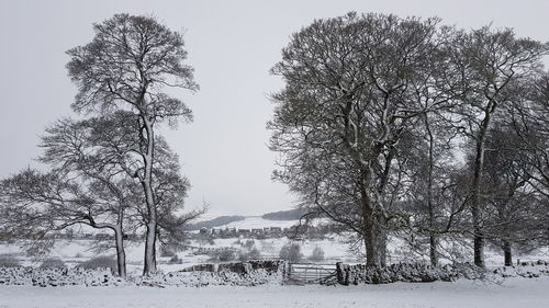 Trees on snow covered field against sky