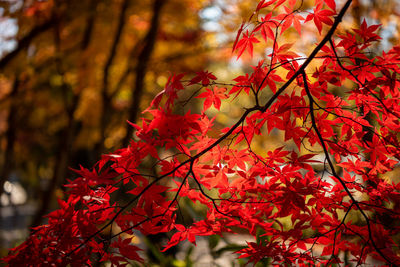 Low angle view of red maple leaves on tree