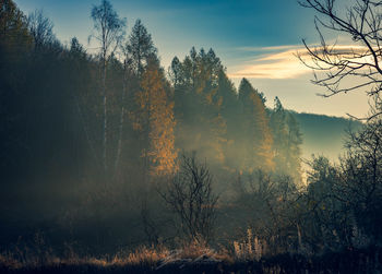 Silhouette trees against sky during sunset