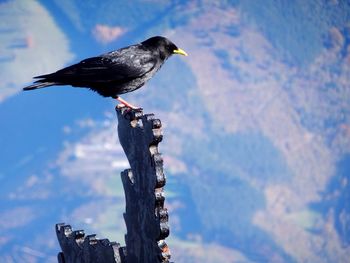 Close-up of bird perching against sky