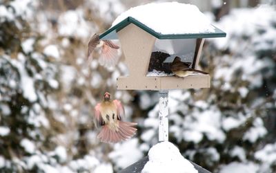 Close-up of bird perching in house during winter