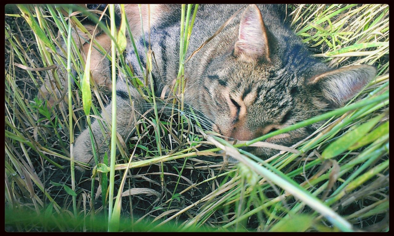 animal themes, transfer print, animals in the wild, wildlife, one animal, auto post production filter, mammal, grass, plant, forest, nature, reptile, outdoors, bird, close-up, day, no people, branch, growth, zoo