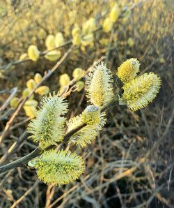 Close-up of yellow flowering plant on field