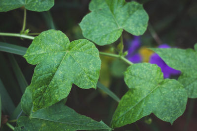 High angle view of green leaves