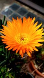 Close-up of orange flower blooming outdoors