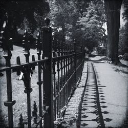 Footpath along trees