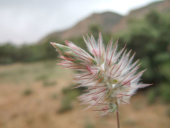 Close-up of pink flower