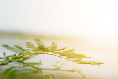 Close-up of yellow leaves against sky