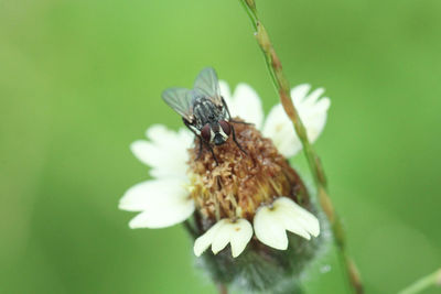 Close-up of insect on flower