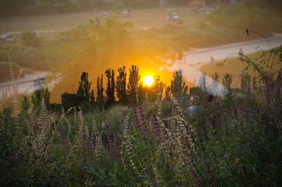 Scenic view of landscape at sunset