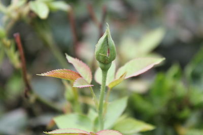 Close-up of plant leaves