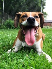 Portrait of dog sticking out tongue on grass