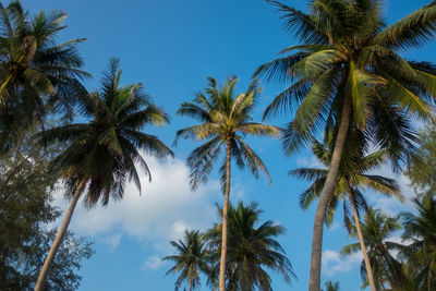 Low angle view of palm trees against sky