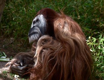 Monkey looking away