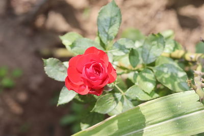 Close-up of red rose