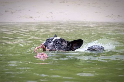 Dog swimming in a lake