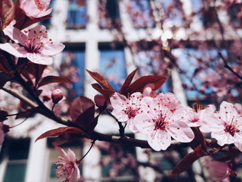 Close-up of pink cherry blossom