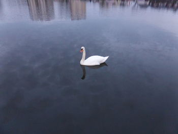 Swans swimming in lake