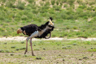 Side view of a bird on land