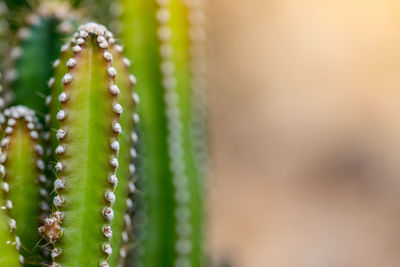 Cactus with sharp thorns,copy space.