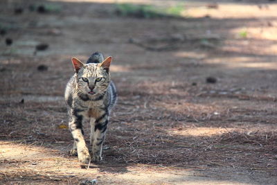 Portrait of a cat on field